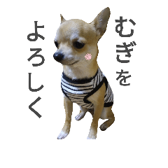 mugi chihuahua