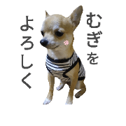 mugi chihuahua