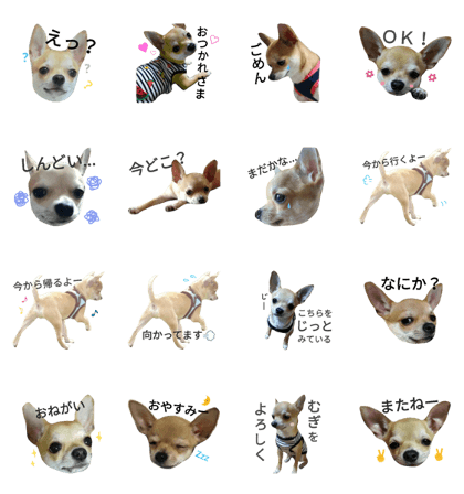 mugi chihuahua