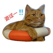 cat rafa