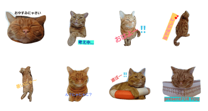 cat rafa