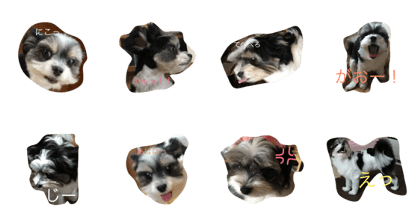 ladydogyuzu
