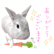 myPET2! Rabbit,cat, Cockatiel,dog