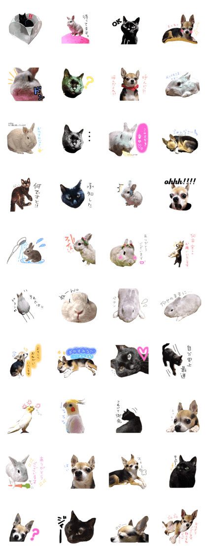 myPET2! Rabbit,cat, Cockatiel,dog