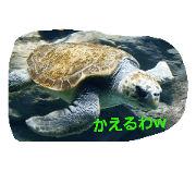 Guys of the sea w