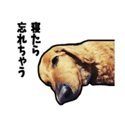 Positive dog!