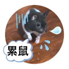 奧利奧2.0什麼鼠