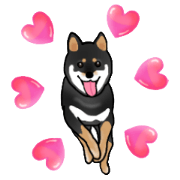 Black Miniature Shiba Inu: HIME 2
