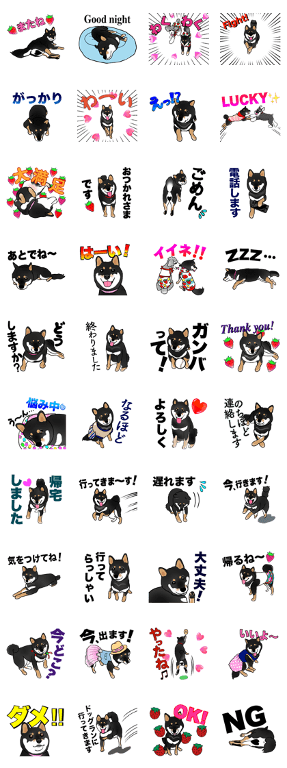 Black Miniature Shiba Inu: HIME 2