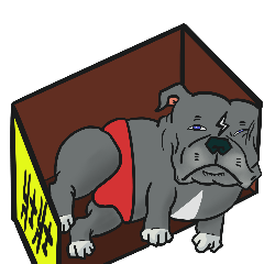 Ameriacn bully-strong