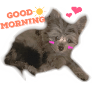 Pomapoo cute steckers