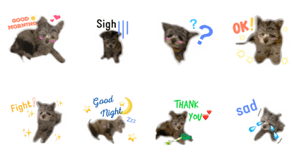Pomapoo cute steckers