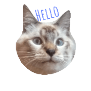 Miaw's