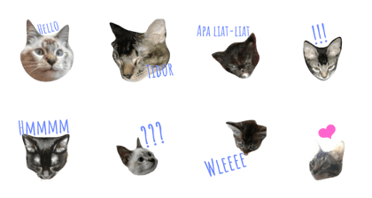Miaw's