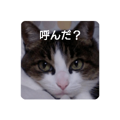 yayoi_20210719115009