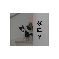 cat_20210719122556