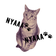 no cat no life!!!