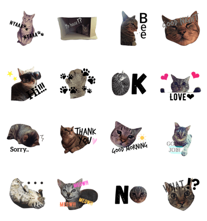no cat no life!!!