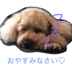 Bingo&Momo(toypoodle)
