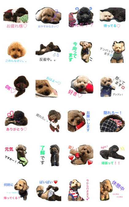 Bingo&Momo(toypoodle)