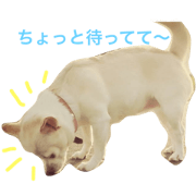 Chihuahuafoo1
