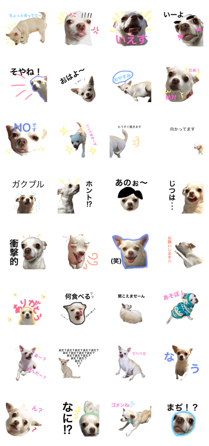 Chihuahuafoo1