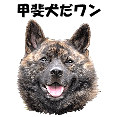 Japanese Kai dog, GENMAI (Photo version)