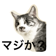 nago  cats