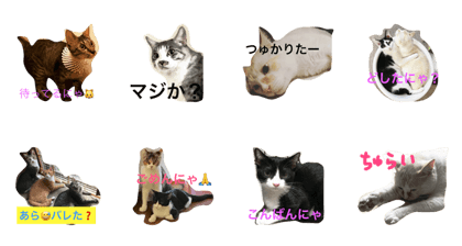 nago  cats