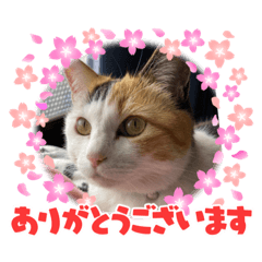 Reimi to yukainanakamatati