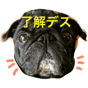 GURIPUG