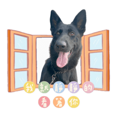 張三李四家黑狼犬-虎斑米克斯