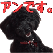 Black Toy-poodle "Anne"