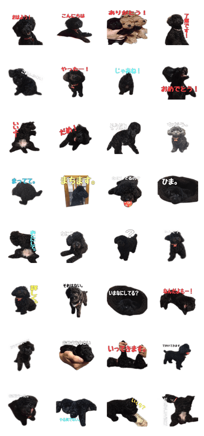 Black Toy-poodle "Anne"