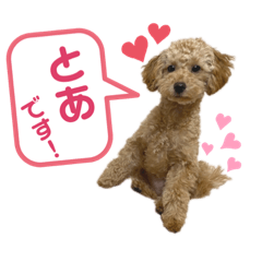 toy poodle Toa