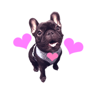 Frenchie Silver devil 2