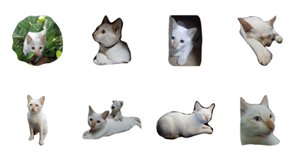 O-MO da CAT