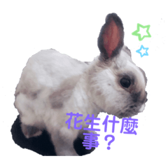 小球球日常可愛篇