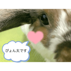 rabbit sticker_pyonta