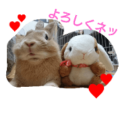 my rabbit with friends