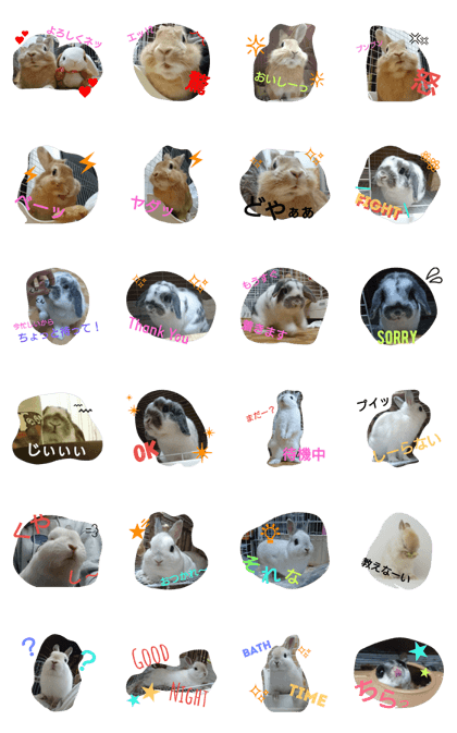 my rabbit with friends