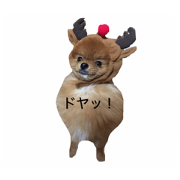 Pomeranian Popo and Creo