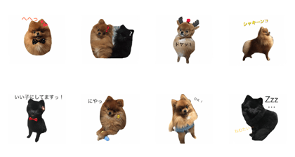 Pomeranian Popo and Creo