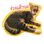 ELumyai cat and friends
