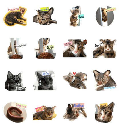 ELumyai cat and friends