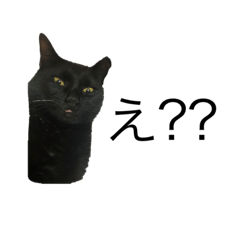 momotamu_20210719225507