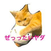 kotaro nikki