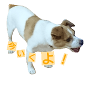 Jack Russell Terrier's