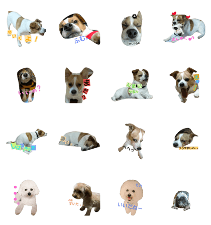 Jack Russell Terrier's