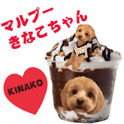 maltipoo kinako sticker